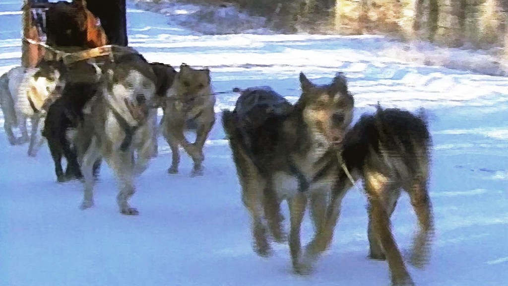sled dogs run